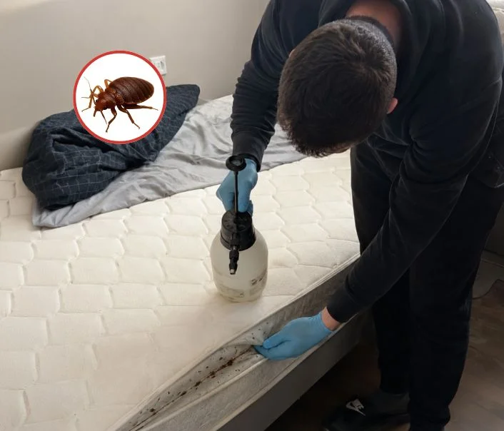 Technicien traitant un matelas contre les punaises de lit à Condécourt